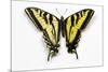 Western Tiger Swallowtail Butterfly, Top and Bottom Wing Comparison-Darrell Gulin-Mounted Photographic Print