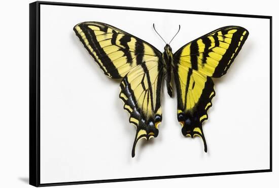 Western Tiger Swallowtail Butterfly, Top and Bottom Wing Comparison-Darrell Gulin-Framed Stretched Canvas