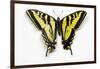 Western Tiger Swallowtail Butterfly, Top and Bottom Wing Comparison-Darrell Gulin-Framed Premium Photographic Print