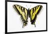 Western Tiger Swallowtail Butterfly, Top and Bottom Wing Comparison-Darrell Gulin-Framed Premium Photographic Print