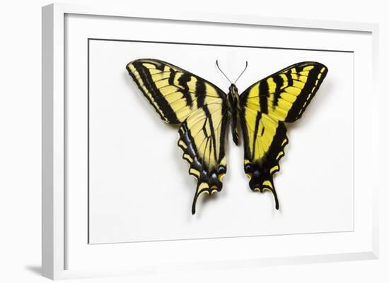 Western Tiger Swallowtail Butterfly, Top and Bottom Wing Comparison-Darrell Gulin-Framed Photographic Print