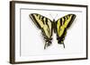 Western Tiger Swallowtail Butterfly, Top and Bottom Wing Comparison-Darrell Gulin-Framed Photographic Print