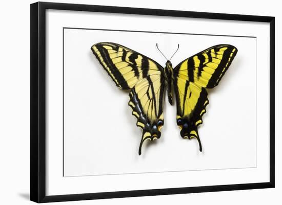 Western Tiger Swallowtail Butterfly, Top and Bottom Wing Comparison-Darrell Gulin-Framed Photographic Print