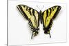 Western Tiger Swallowtail Butterfly, Top and Bottom Wing Comparison-Darrell Gulin-Stretched Canvas