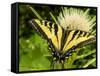 Western Tiger Swallowtail on a Thistle, Great Bear Wilderness, Montana-Chuck Haney-Framed Stretched Canvas