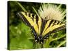 Western Tiger Swallowtail on a Thistle, Great Bear Wilderness, Montana-Chuck Haney-Stretched Canvas