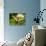 Western Tiger Swallowtail on a Thistle, Great Bear Wilderness, Montana-Chuck Haney-Photographic Print displayed on a wall