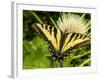 Western Tiger Swallowtail on a Thistle, Great Bear Wilderness, Montana-Chuck Haney-Framed Photographic Print