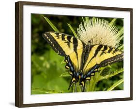 Western Tiger Swallowtail on a Thistle, Great Bear Wilderness, Montana-Chuck Haney-Framed Photographic Print