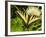 Western Tiger Swallowtail on a Thistle, Great Bear Wilderness, Montana-Chuck Haney-Framed Photographic Print