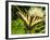 Western Tiger Swallowtail on a Thistle, Great Bear Wilderness, Montana-Chuck Haney-Framed Photographic Print