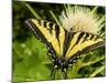 Western Tiger Swallowtail on a Thistle, Great Bear Wilderness, Montana-Chuck Haney-Mounted Photographic Print