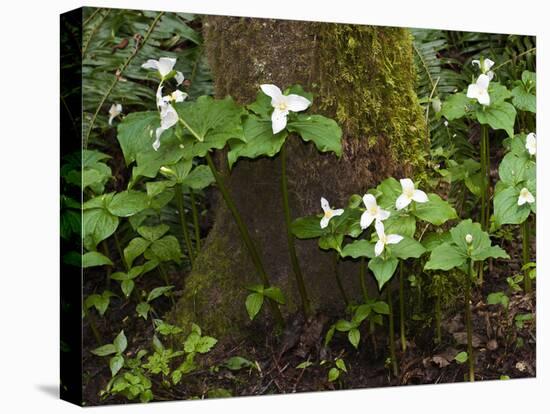 Western Trillium, Grand Forest Bainbridge Island Land Trust Park, Bainbridge Island, Washington USA-Trish Drury-Stretched Canvas