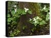 Western Trillium, Grand Forest Bainbridge Island Land Trust Park, Bainbridge Island, Washington USA-Trish Drury-Stretched Canvas