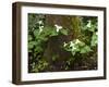 Western Trillium, Grand Forest Bainbridge Island Land Trust Park, Bainbridge Island, Washington USA-Trish Drury-Framed Photographic Print