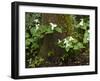 Western Trillium, Grand Forest Bainbridge Island Land Trust Park, Bainbridge Island, Washington USA-Trish Drury-Framed Photographic Print