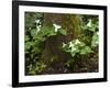 Western Trillium, Grand Forest Bainbridge Island Land Trust Park, Bainbridge Island, Washington USA-Trish Drury-Framed Photographic Print