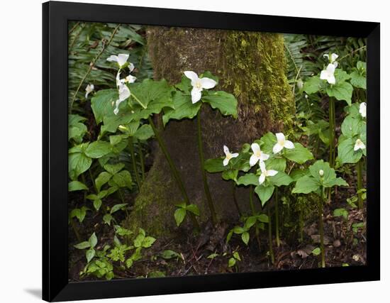 Western Trillium, Grand Forest Bainbridge Island Land Trust Park, Bainbridge Island, Washington USA-Trish Drury-Framed Photographic Print