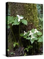 Western Trillium, Grand Forest Bainbridge Island Land Trust Park, Bainbridge Island, Washington USA-Trish Drury-Stretched Canvas