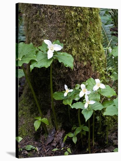 Western Trillium, Grand Forest Bainbridge Island Land Trust Park, Bainbridge Island, Washington USA-Trish Drury-Stretched Canvas