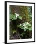 Western Trillium, Grand Forest Bainbridge Island Land Trust Park, Bainbridge Island, Washington USA-Trish Drury-Framed Premium Photographic Print