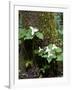 Western Trillium, Grand Forest Bainbridge Island Land Trust Park, Bainbridge Island, Washington USA-Trish Drury-Framed Photographic Print