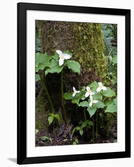 Western Trillium, Grand Forest Bainbridge Island Land Trust Park, Bainbridge Island, Washington USA-Trish Drury-Framed Photographic Print