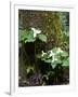 Western Trillium, Grand Forest Bainbridge Island Land Trust Park, Bainbridge Island, Washington USA-Trish Drury-Framed Photographic Print