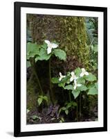 Western Trillium, Grand Forest Bainbridge Island Land Trust Park, Bainbridge Island, Washington USA-Trish Drury-Framed Photographic Print