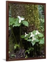 Western Trillium, Grand Forest Bainbridge Island Land Trust Park, Bainbridge Island, Washington USA-Trish Drury-Framed Photographic Print