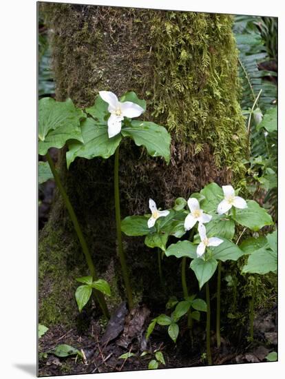 Western Trillium, Grand Forest Bainbridge Island Land Trust Park, Bainbridge Island, Washington USA-Trish Drury-Mounted Photographic Print