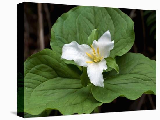 Western Trillium, Grand Forest Bainbridge Island Land Trust Park, Bainbridge Island, Washington USA-Trish Drury-Stretched Canvas