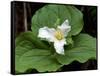 Western Trillium, Grand Forest Bainbridge Island Land Trust Park, Bainbridge Island, Washington USA-Trish Drury-Framed Stretched Canvas