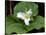 Western Trillium, Grand Forest Bainbridge Island Land Trust Park, Bainbridge Island, Washington USA-Trish Drury-Stretched Canvas