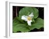 Western Trillium, Grand Forest Bainbridge Island Land Trust Park, Bainbridge Island, Washington USA-Trish Drury-Framed Photographic Print