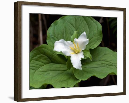 Western Trillium, Grand Forest Bainbridge Island Land Trust Park, Bainbridge Island, Washington USA-Trish Drury-Framed Photographic Print