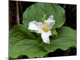 Western Trillium, Grand Forest Bainbridge Island Land Trust Park, Bainbridge Island, Washington USA-Trish Drury-Mounted Photographic Print