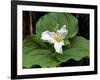 Western Trillium, Grand Forest Bainbridge Island Land Trust Park, Bainbridge Island, Washington USA-Trish Drury-Framed Photographic Print