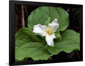 Western Trillium, Grand Forest Bainbridge Island Land Trust Park, Bainbridge Island, Washington USA-Trish Drury-Framed Photographic Print