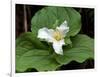 Western Trillium, Grand Forest Bainbridge Island Land Trust Park, Bainbridge Island, Washington USA-Trish Drury-Framed Photographic Print