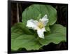 Western Trillium, Grand Forest Bainbridge Island Land Trust Park, Bainbridge Island, Washington USA-Trish Drury-Framed Photographic Print