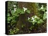 Western Trillium, Grand Forest Bainbridge Island Land Trust Park, Bainbridge Island, Washington USA-Trish Drury-Stretched Canvas