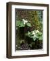 Western Trillium, Grand Forest Bainbridge Island Land Trust Park, Bainbridge Island, Washington USA-Trish Drury-Framed Photographic Print