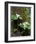 Western Trillium, Grand Forest Bainbridge Island Land Trust Park, Bainbridge Island, Washington USA-Trish Drury-Framed Photographic Print