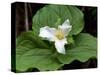 Western Trillium, Grand Forest Bainbridge Island Land Trust Park, Bainbridge Island, Washington USA-Trish Drury-Stretched Canvas