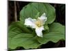 Western Trillium, Grand Forest Bainbridge Island Land Trust Park, Bainbridge Island, Washington USA-Trish Drury-Mounted Photographic Print