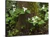 Western Trillium, Grand Forest Bainbridge Island Land Trust Park, Bainbridge Island, Washington USA-Trish Drury-Stretched Canvas