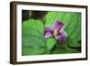 Western white trillium, Redwood National and State Parks, California.-Mallorie Ostrowitz-Framed Photographic Print