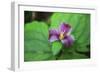 Western white trillium, Redwood National and State Parks, California.-Mallorie Ostrowitz-Framed Photographic Print