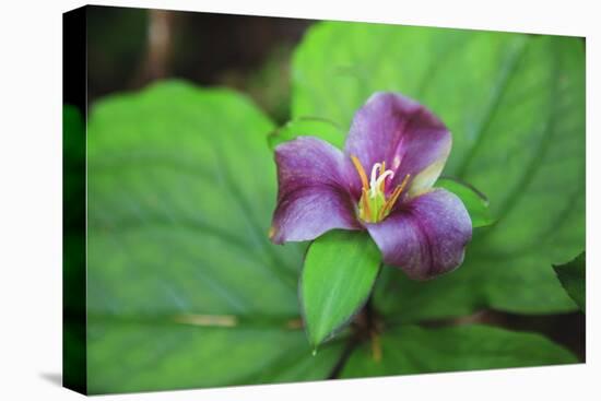 Western white trillium, Redwood National and State Parks, California.-Mallorie Ostrowitz-Stretched Canvas